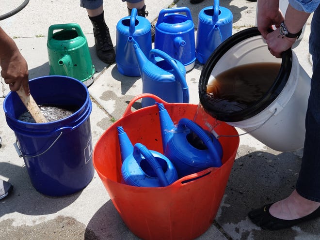 Compost tea is poured into watering cans.