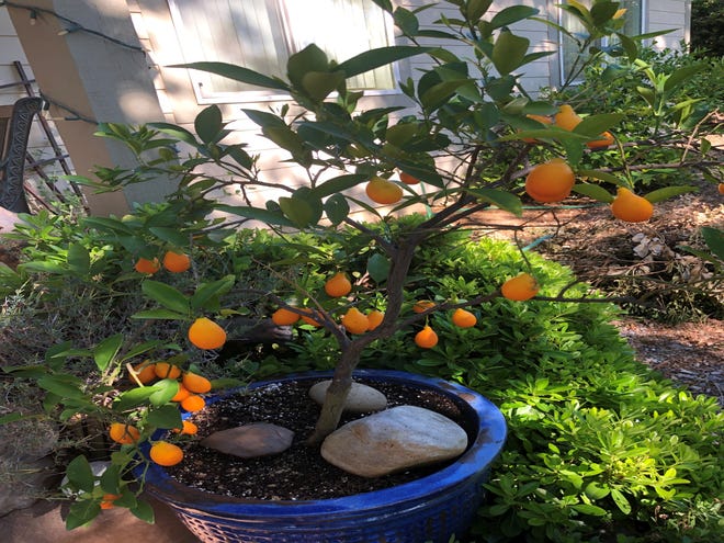 Citrus is sensitive to changes in temperature Redding experienced this spring.