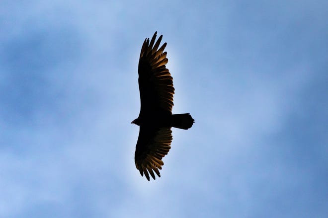 A turkey vulture flies near the Klamath River in Orleans, California.