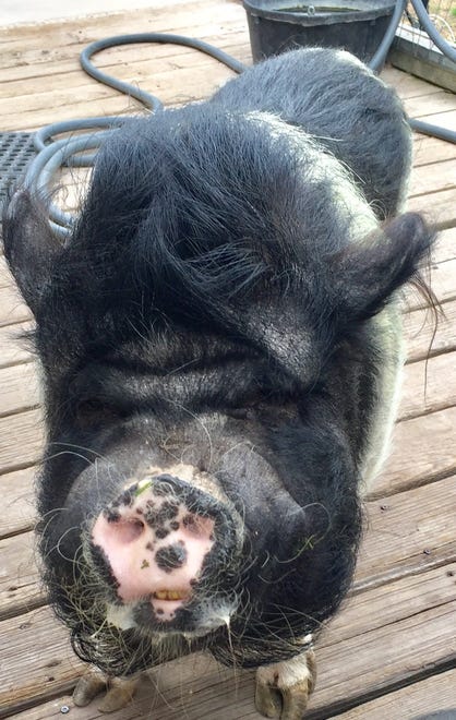 Merle the pot-bellied pig is one of the rescued animals who lives at Alpaca on the Rocks ranch, four miles north of Weed, California. (Dec. 3, 2020)