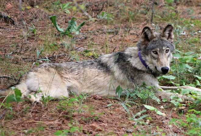 OR-93 is a young gray wolf from a pack in northern Oregon that has ventured farther south into California than any other wolf known to state wildlife officials.