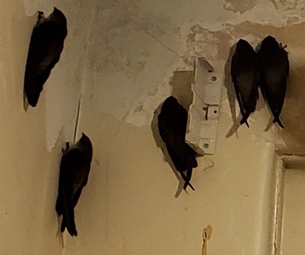 Swift birds were found clinging to the walls of Hotel Dunsmuir on the evening of April 26, 2021. They are thought to have entered the building through the chimney.