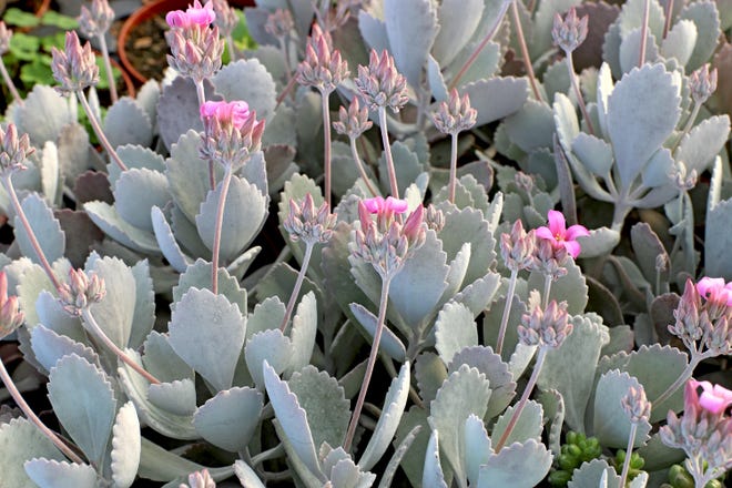 Kalanchoe pumila, or Flower Dust Plant, for sale at Mountain Crest Gardens.