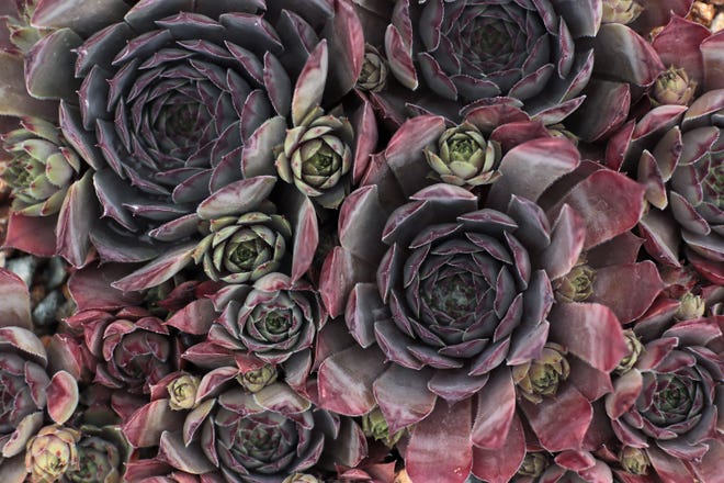 "Hens And Chicks" plants are among the succulents available at Mountain Crest Gardens.