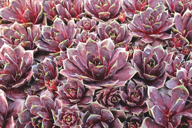 Red colored "Hens And Chicks" plants are one sempervivum variety available at Mountain Crest Gardens.