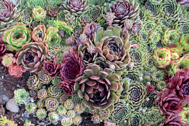 "Hens And Chicks" plants are among the succulents available at Mountain Crest Gardens.
