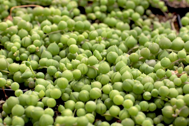 "String of Pearls" plants are best sellers at Mountain Crest Gardens.