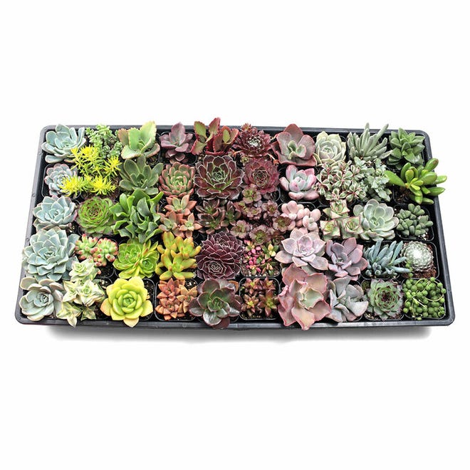 Customers can build their own tray of succulents at Mountain Crest Gardens in Fort Jones and Etna.