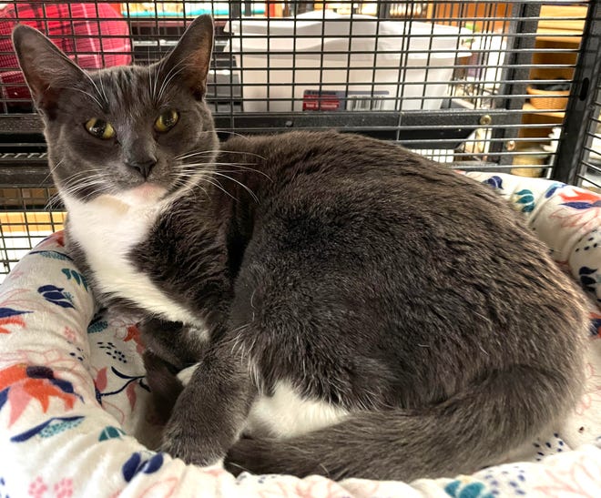 Midge is a very sweet-tempered, short-haired, blue and white female cat who is about one year old. She gets along with other cats, but likes to be the only pet. She is spayed, up to date on vaccinations and housetrained.
Email Spay Neuter and Protect at Snap.spayneuterandprotect@gmail.com. Call 530-560-5823.