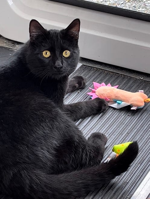 Orion is a one-year-old male cat who loves people. He loves to play, has an easy-care coat and is house trained. Raining Cats N Dogs adoptions include spay/neuter services, vaccines and vetting as needed. Call 530-232-6299. Go to https://rainingcatsndogs.rescuegroups.org/.