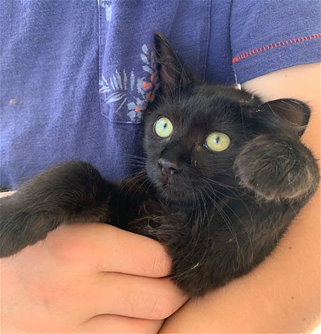 Pippin is a one-year-old, female cat with medium length fur. She is very social and gets along with gentle dogs, cats and children. Raining Cats N Dogs adoptions include spay/neuter services, vaccines and vetting as needed. Call 530-232-6299. Go to https://rainingcatsndogs.rescuegroups.org/.